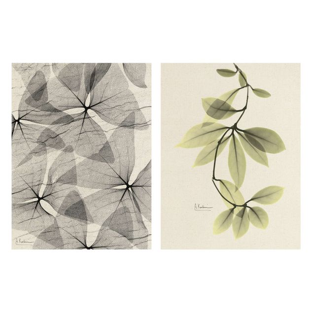 schöne Bilder X-Ray - Dreiecksklee und Porzellanblumenblätter