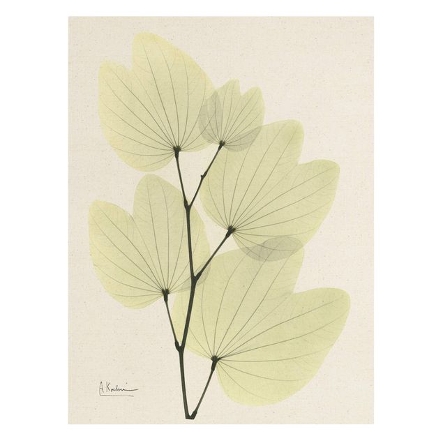Wandbilder Floral X-Ray - Orchideenbaumblätter