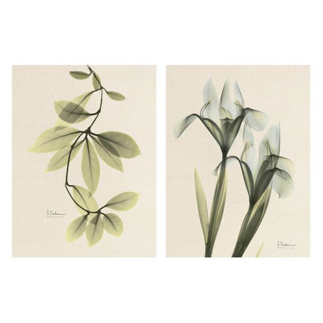 schöne Bilder X-Ray - Porzellanblumenblätter & Schwertlilie