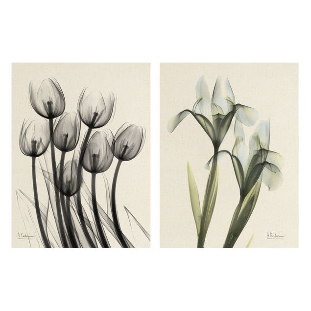 Wandbilder X-Ray - Tulpen & Schwertlilie