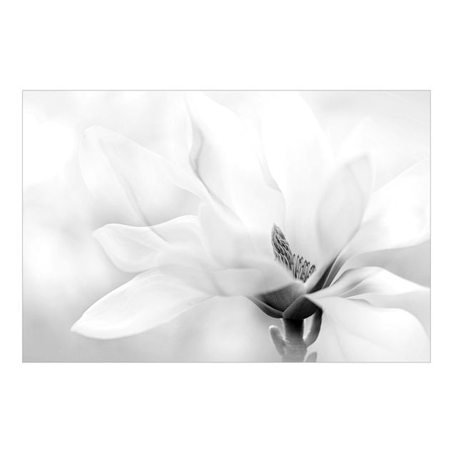 Fototapete - Zarte Magnolienblüte Schwarz-Weiß - Querformat
