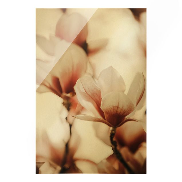 Wandbilder Rosa Zarte Magnolienblüten im Lichtspiel