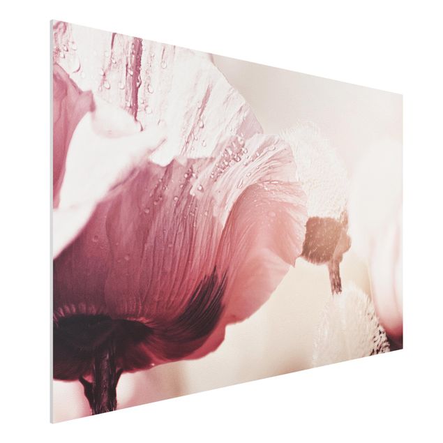 Wandbilder Mohnblumen Zartrosane Mohnblüte mit Wassertropfen