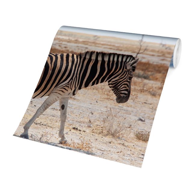 Tapete Tiere Zebra in der Savanne