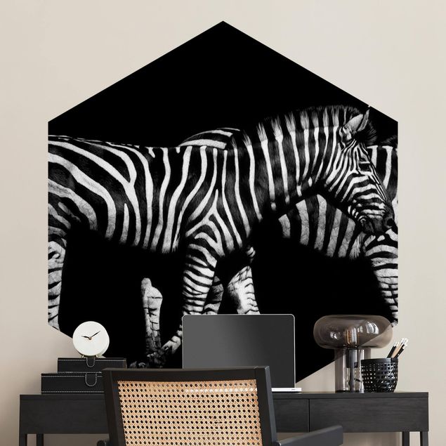 Zebra Tapete Zebra vor Schwarz