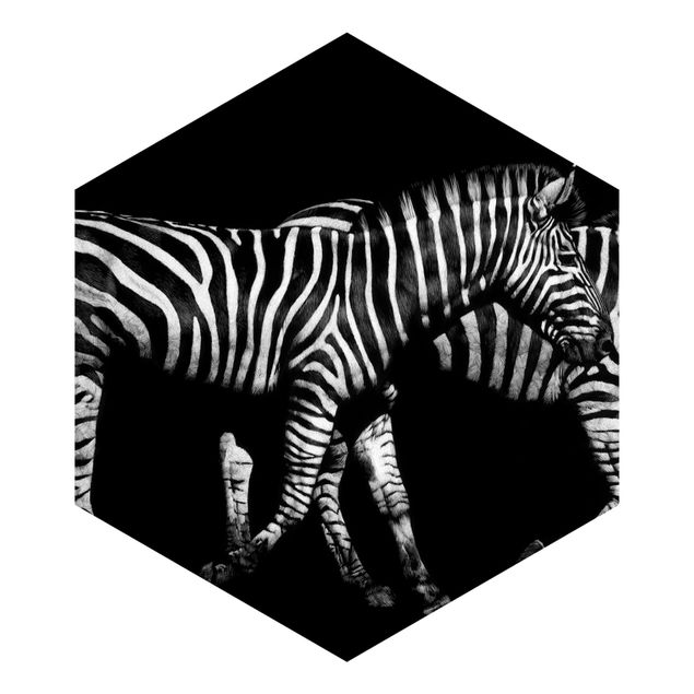 Fototapete Zebra vor Schwarz