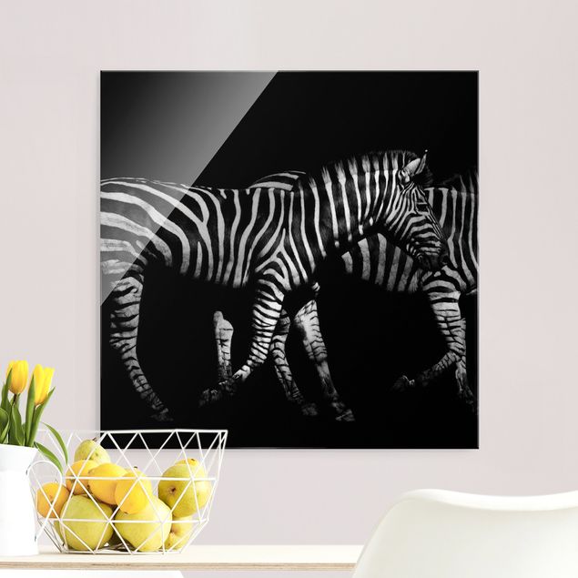 Wandbilder Zebras Zebra vor Schwarz
