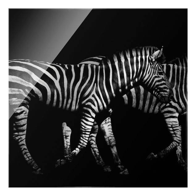 Wandbilder Modern Zebra vor Schwarz
