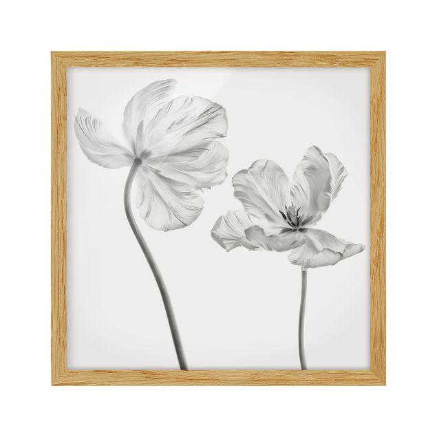 Wandbilder Floral Zwei zarte weiße Tulpen